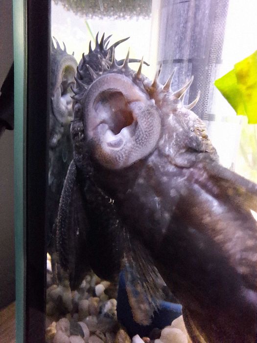 Sprzedam/zamienię Zbrojnika Pospolitego 10-12 cm