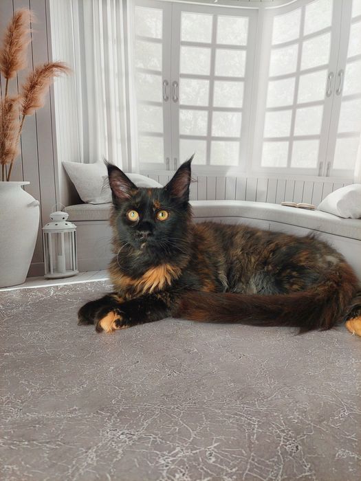 В питомнике Мейнкунчиков пополнение.