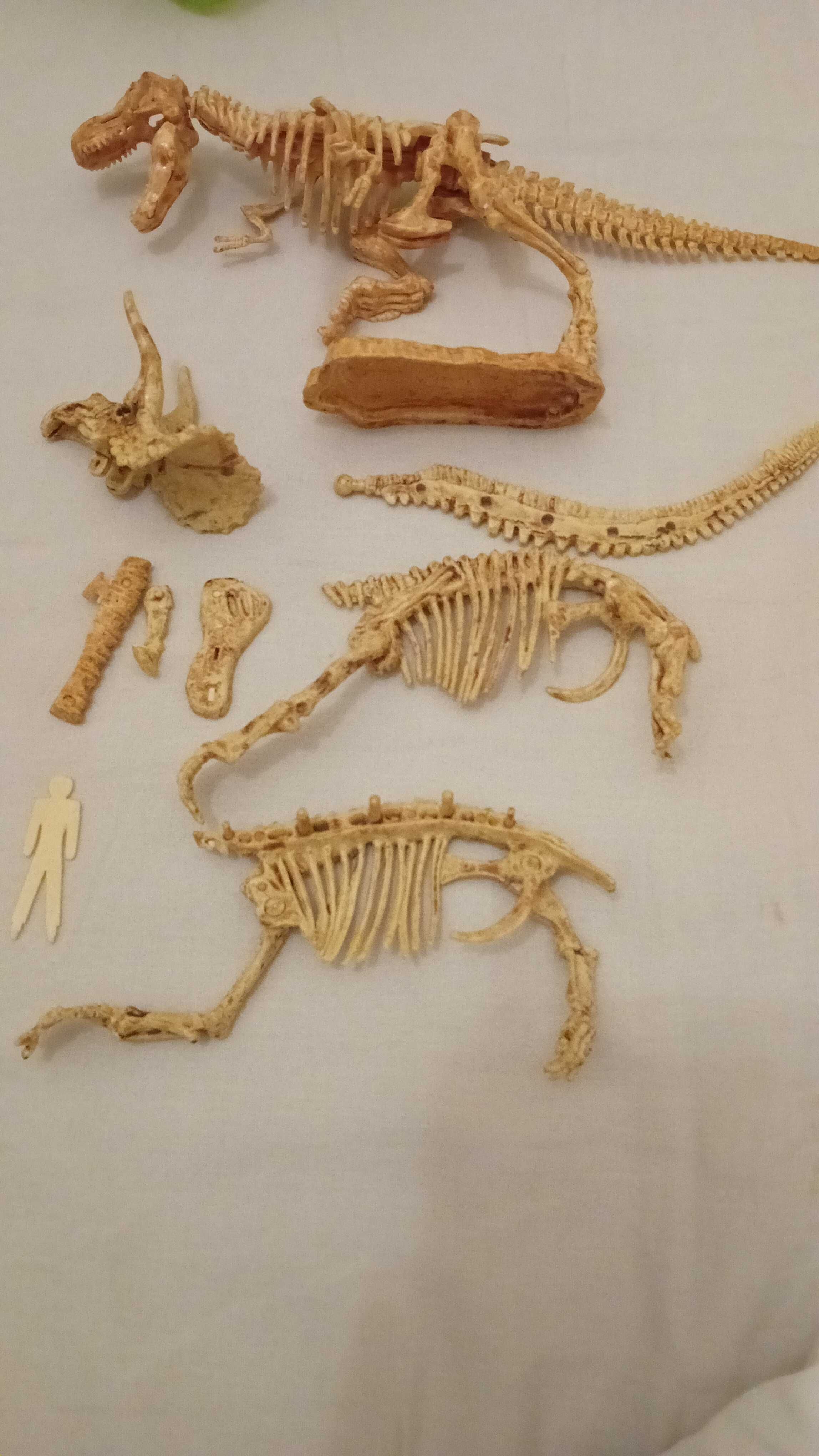 Dinossauros esqueletos