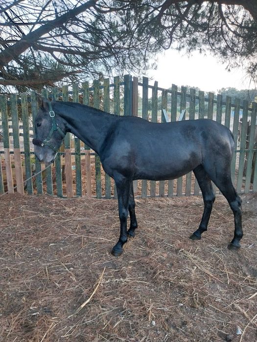 Poldro cruzado 20 meses