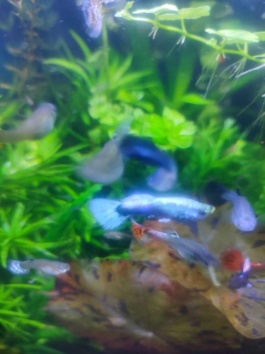 Gupiki młode wybarwione.