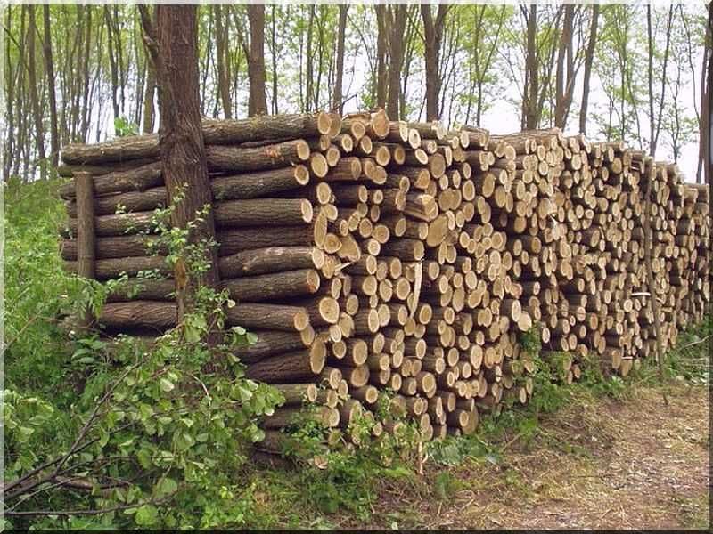 Продаємо дрова дубові колоті кругляк, чурки метрівки Обухів Київ обл.