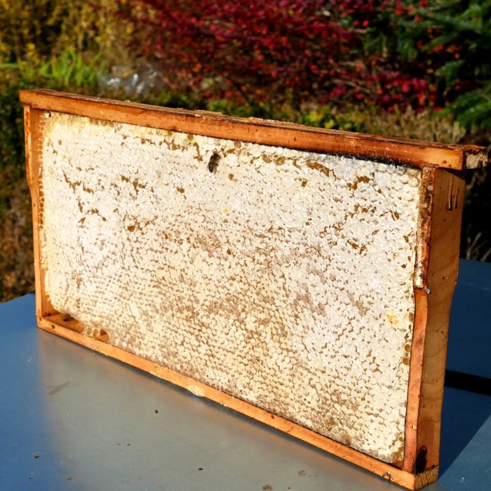 Plaster miodu wielokwiatowego 2 kg.