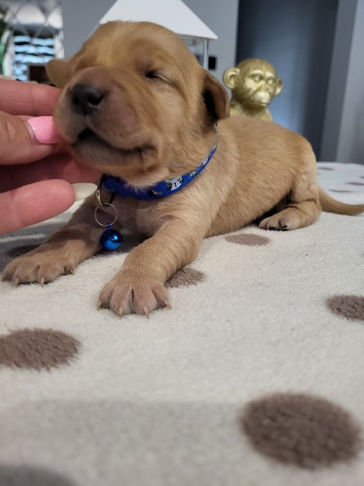 Golden retriever ciemno złote maluszki