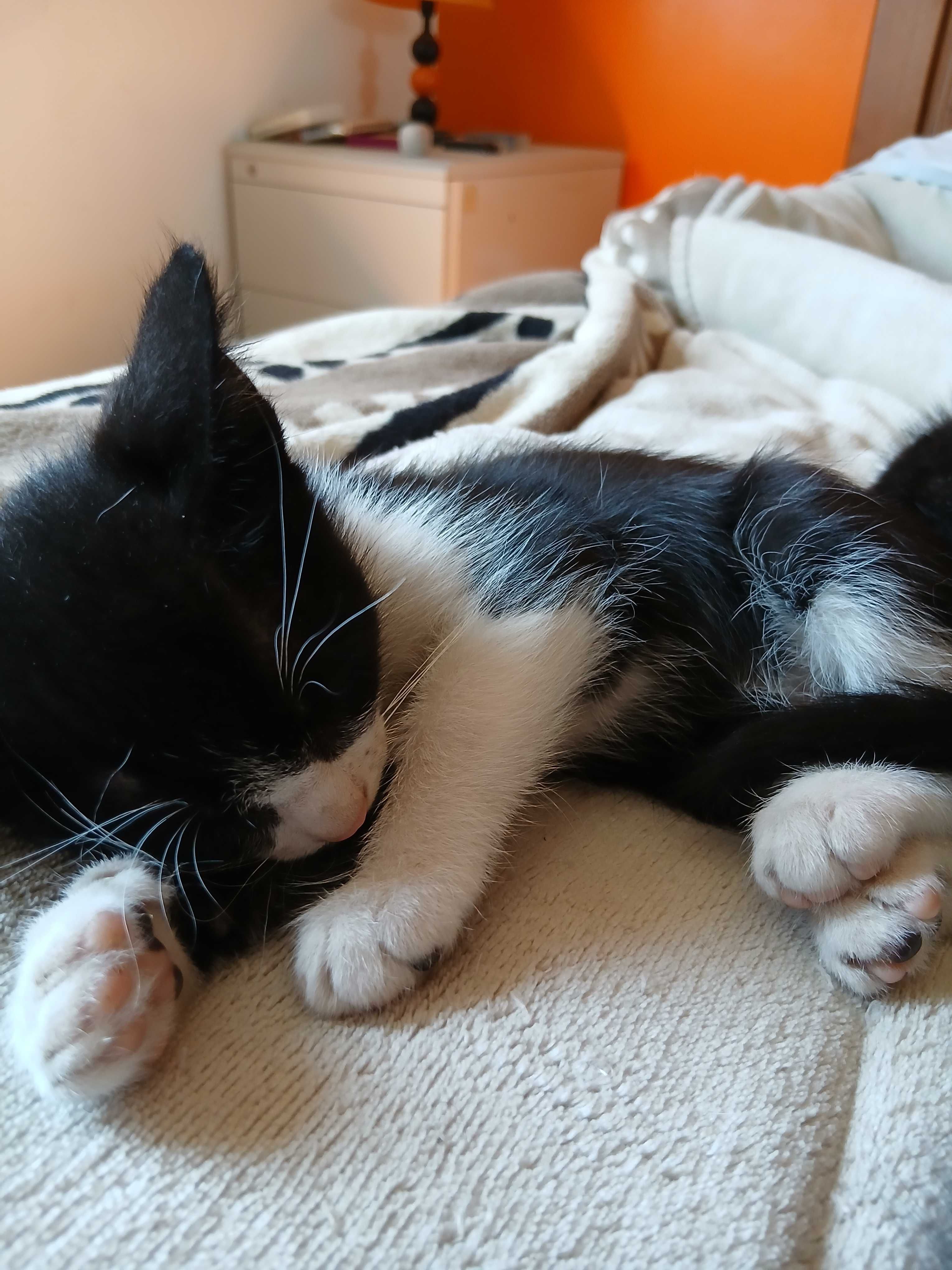 Gatinhos adoção responsável