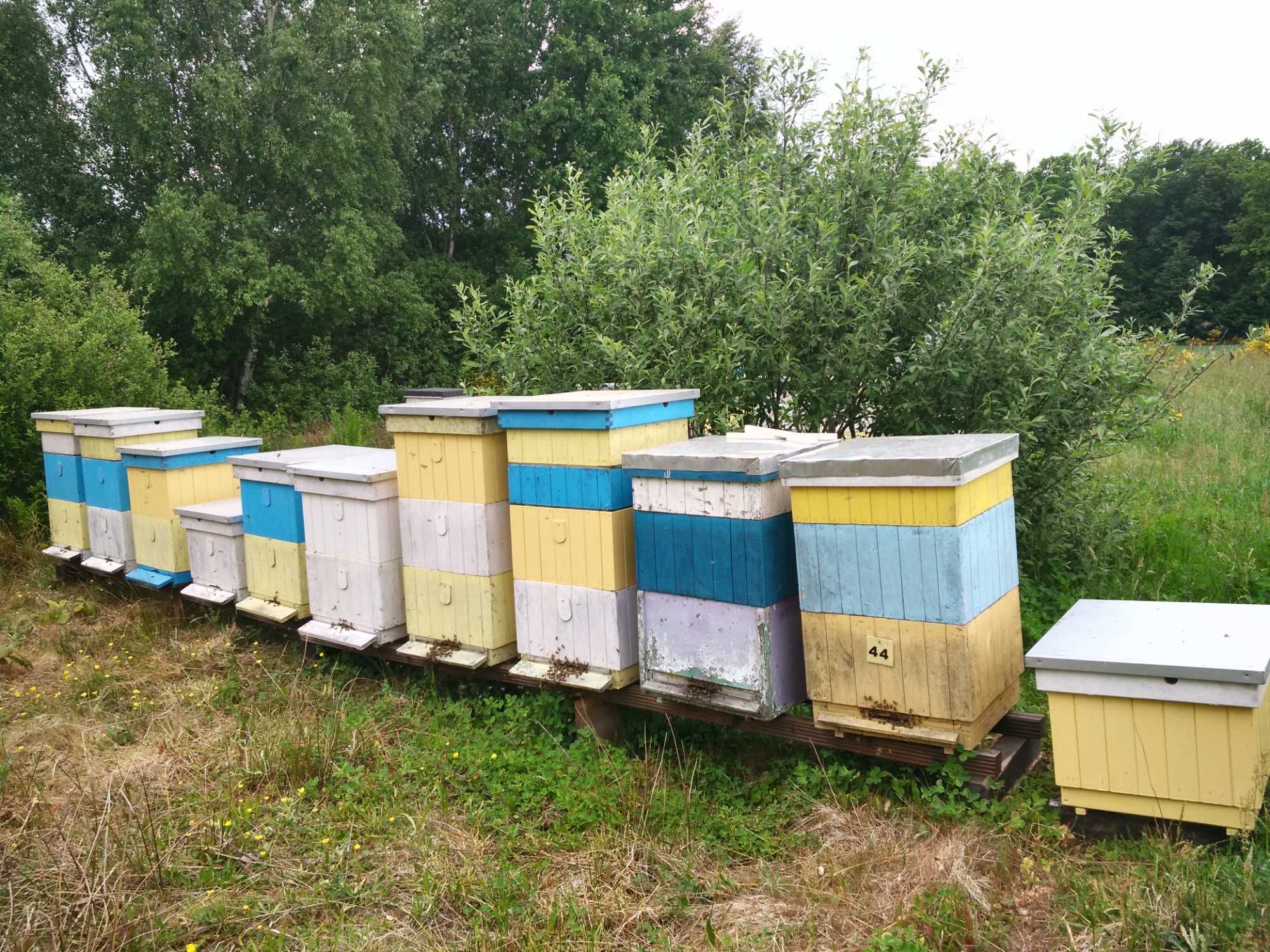 Miód nektarowy WIELOKWIATOWY z Kaszub 1250g - Feliks Konkol