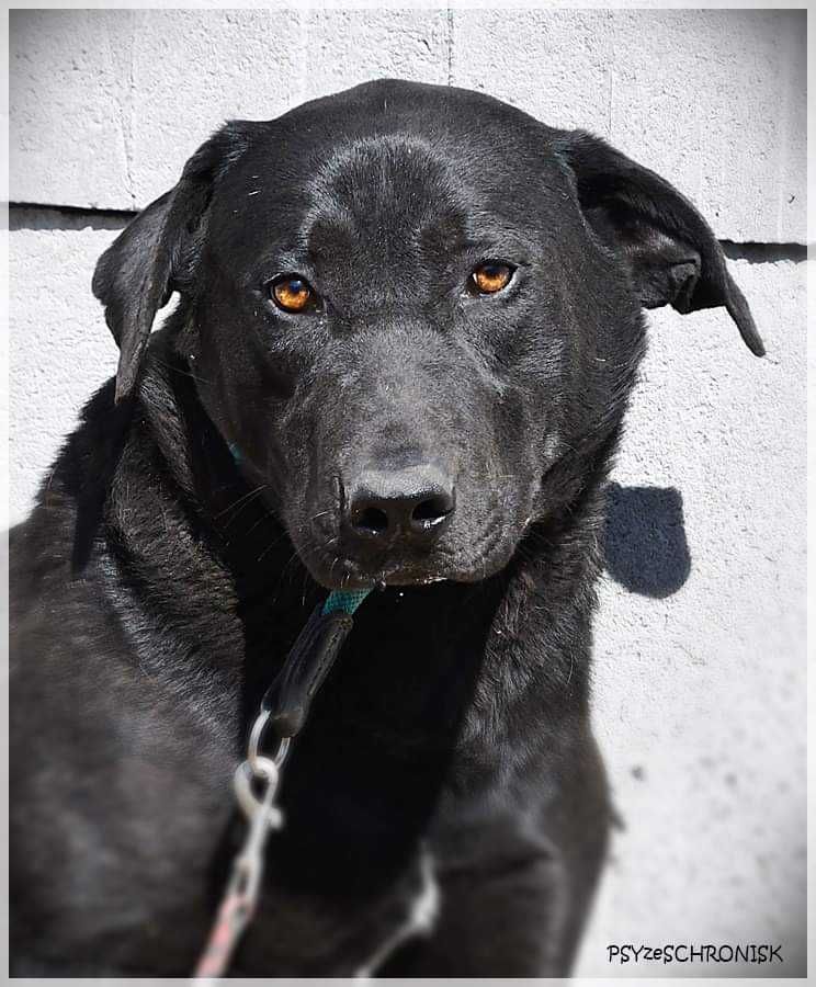 Sancho - młody psiaczek w typie labradora szuka domu