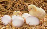 інкубаційне яйце адлера сріблястого оптом