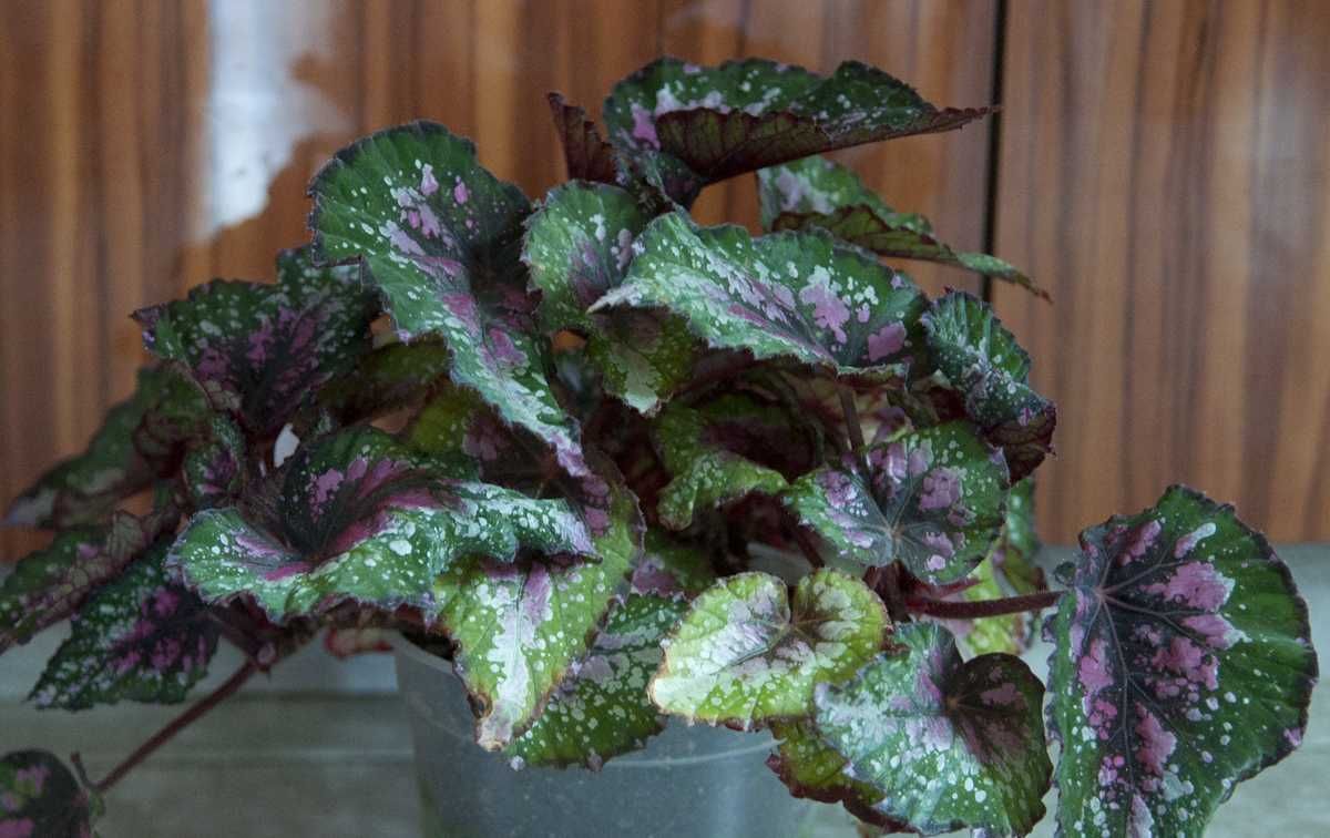 begonia Purple Blush - sadzonki