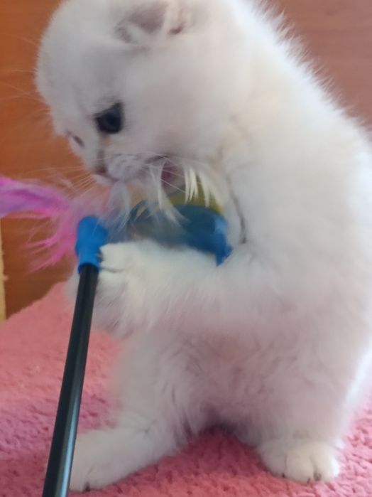 Подарують кучу радості