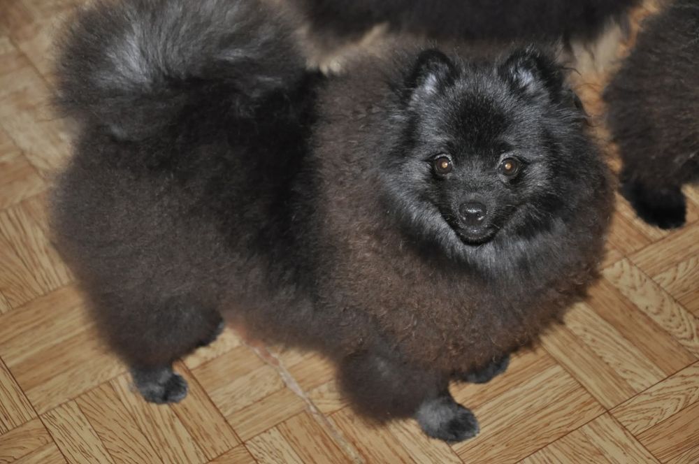 Красивый шпиц девочка