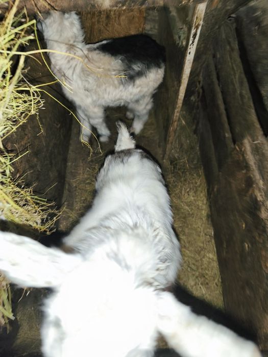 Продам козлят  четверых