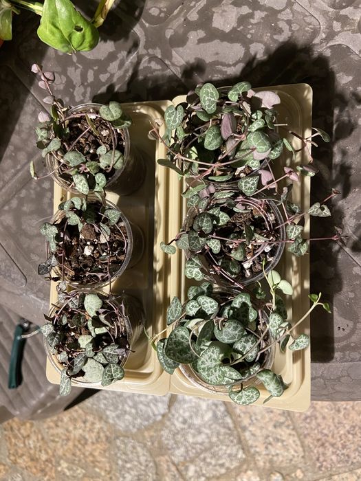 Planta String of hearts/Coração Emaranhado/Ceropegia Woodii