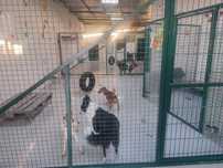 Hotel para cães.