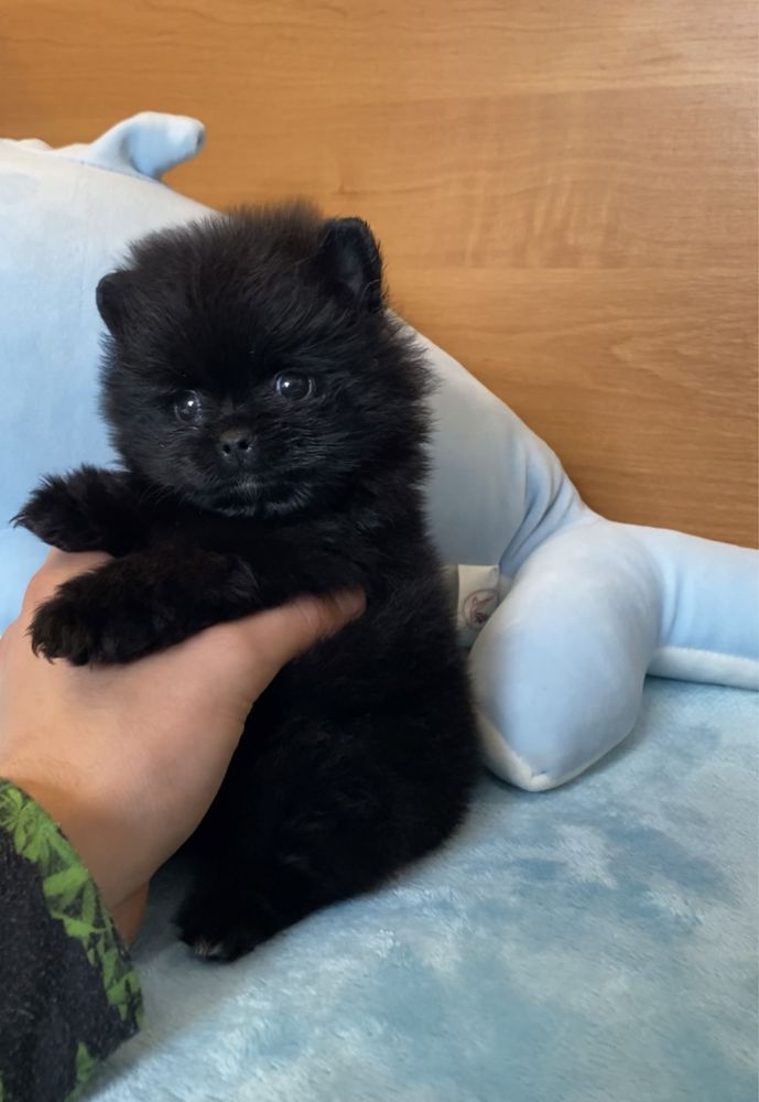 Black pomeranian spitz