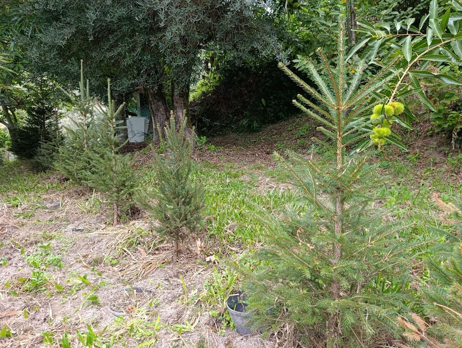 Árvore de Natal natural /Pinheiro de Natal