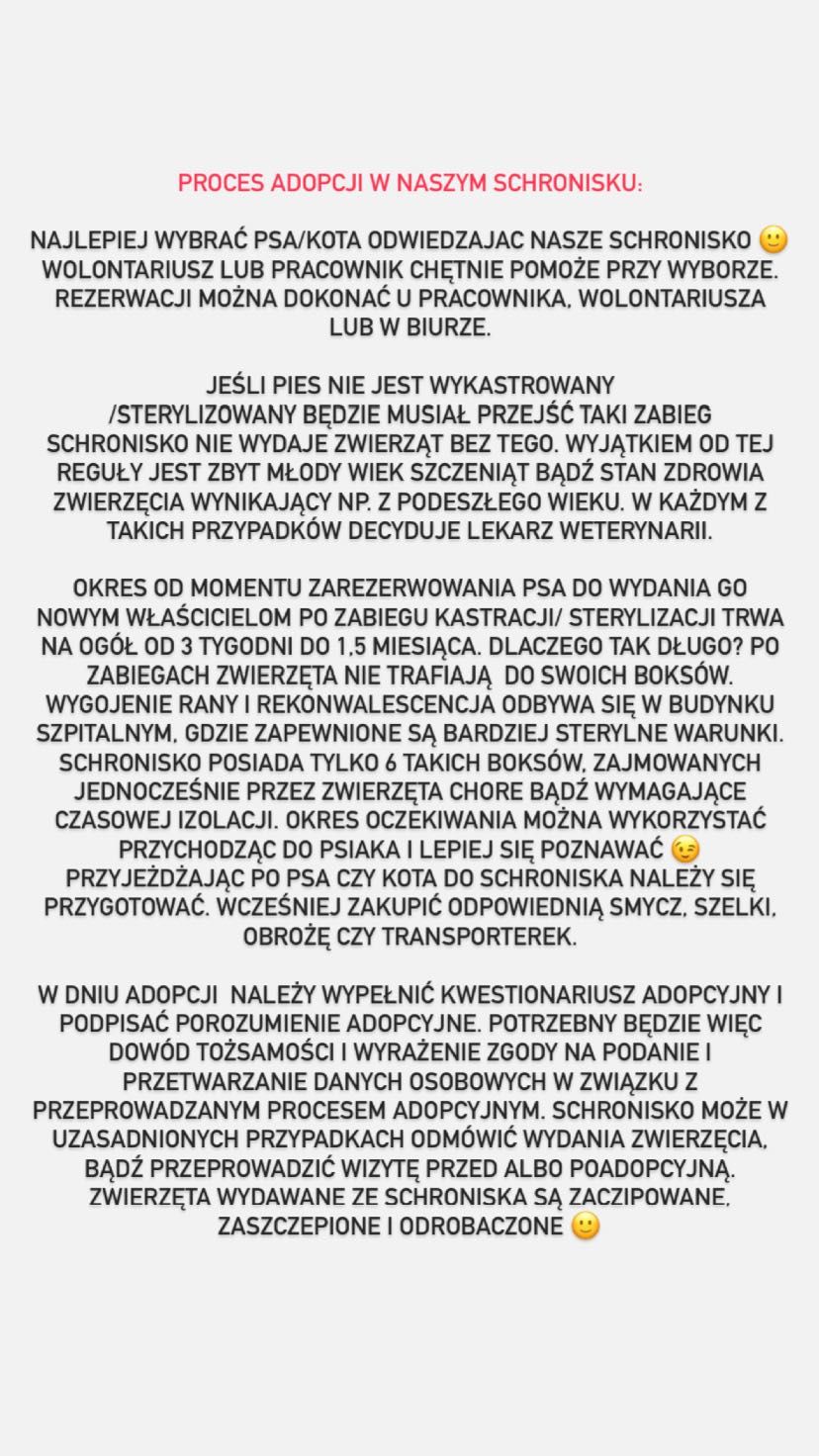 Kosmo owczarek długowłosy do adopcji pies samiec Kalisz