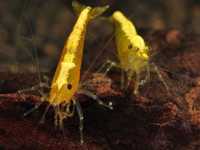 Neocardina yellow kreweteka żółta