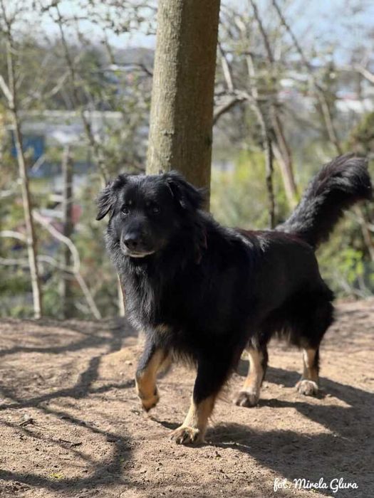 Jay - towarzyski i oddany przytulas szuka nowego domu - 647/24