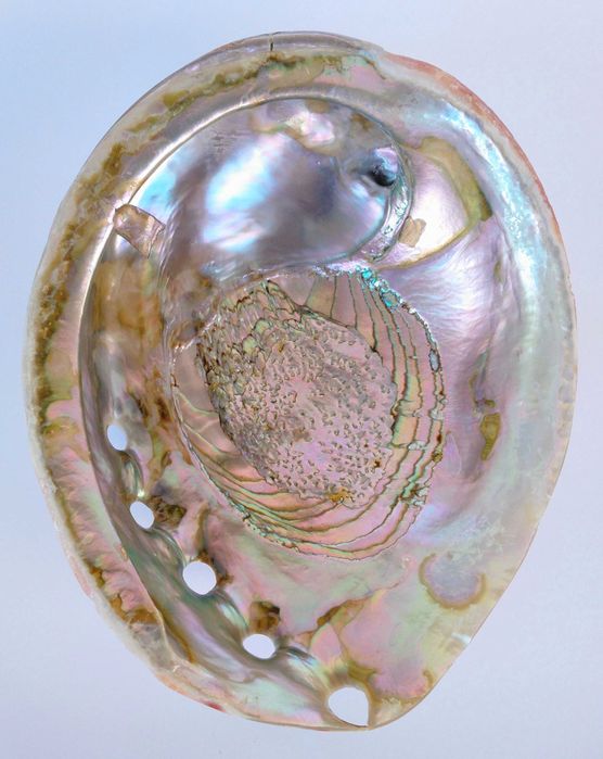 Concha natural Abalone Paua vintage