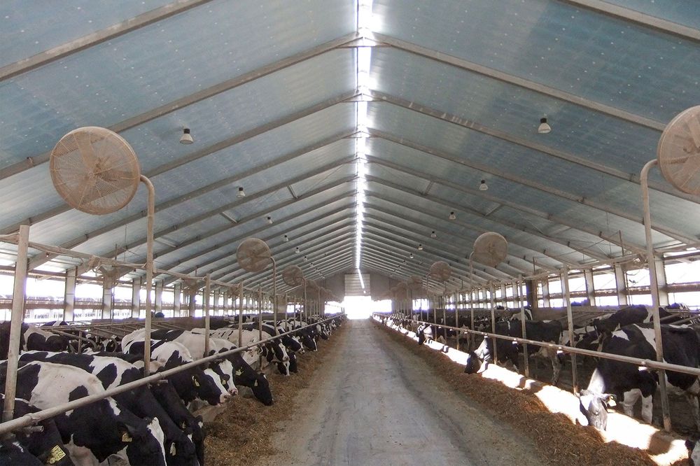 XPS Styrodur Płyta Rolnicza Agro Ocieplenie Obory Kurnika Chlewni