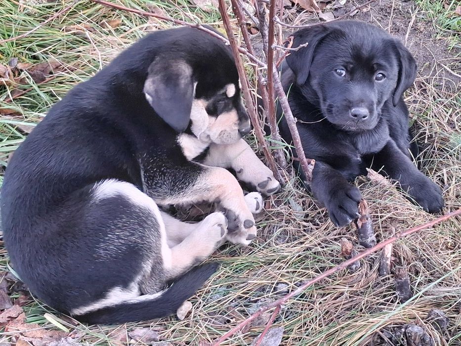 Oddam za darmo w dobre ręce szczeniaczki
