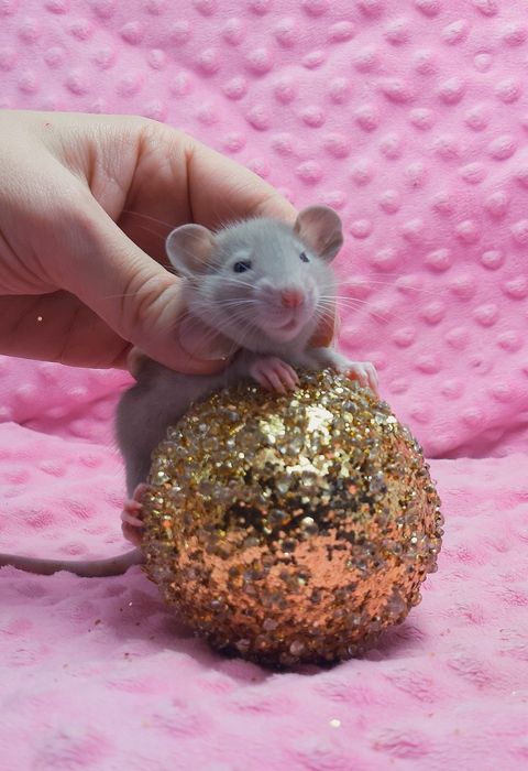 Крысы,крыски,крысята дамбо,клетки,корма,аксессуары