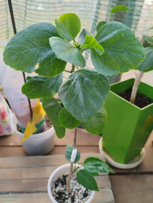 Гібискус Мооrea my blue Pearl