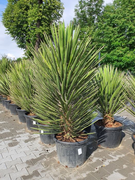 Yucca Filifera juka palma mrozoodporna ogród taras