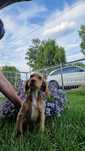 Cocer Spaniel suczka