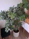 Fikus Ficus Benjamina ok. 150 cm