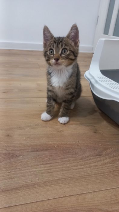 Młode koty kociaki szukają domu niekupujadoptuj miziaki rodzeństwo