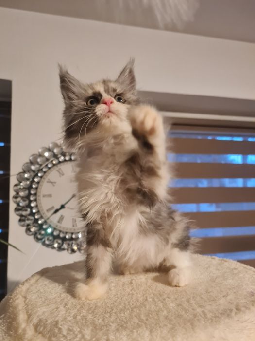 Maine coon kotka szyrkletka dymna z bielą