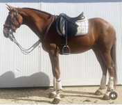 Cavalo letra “O” para Venda