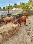 vacas cruzadas de limousine