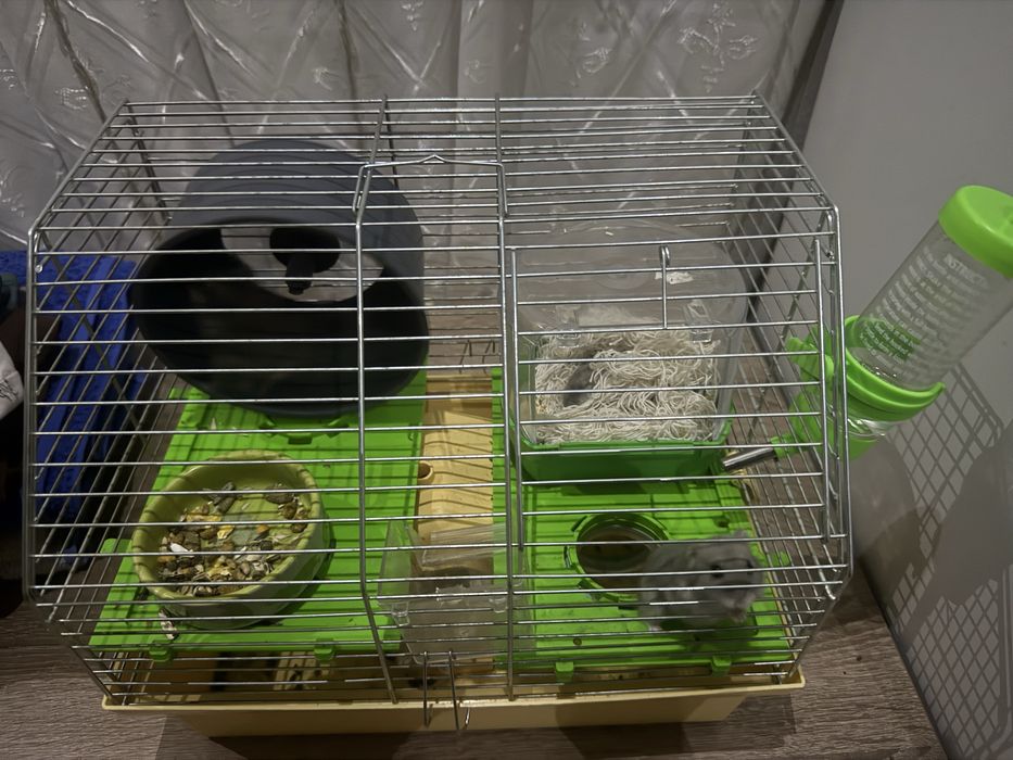 Продам джунгарских хомячков с клеткой