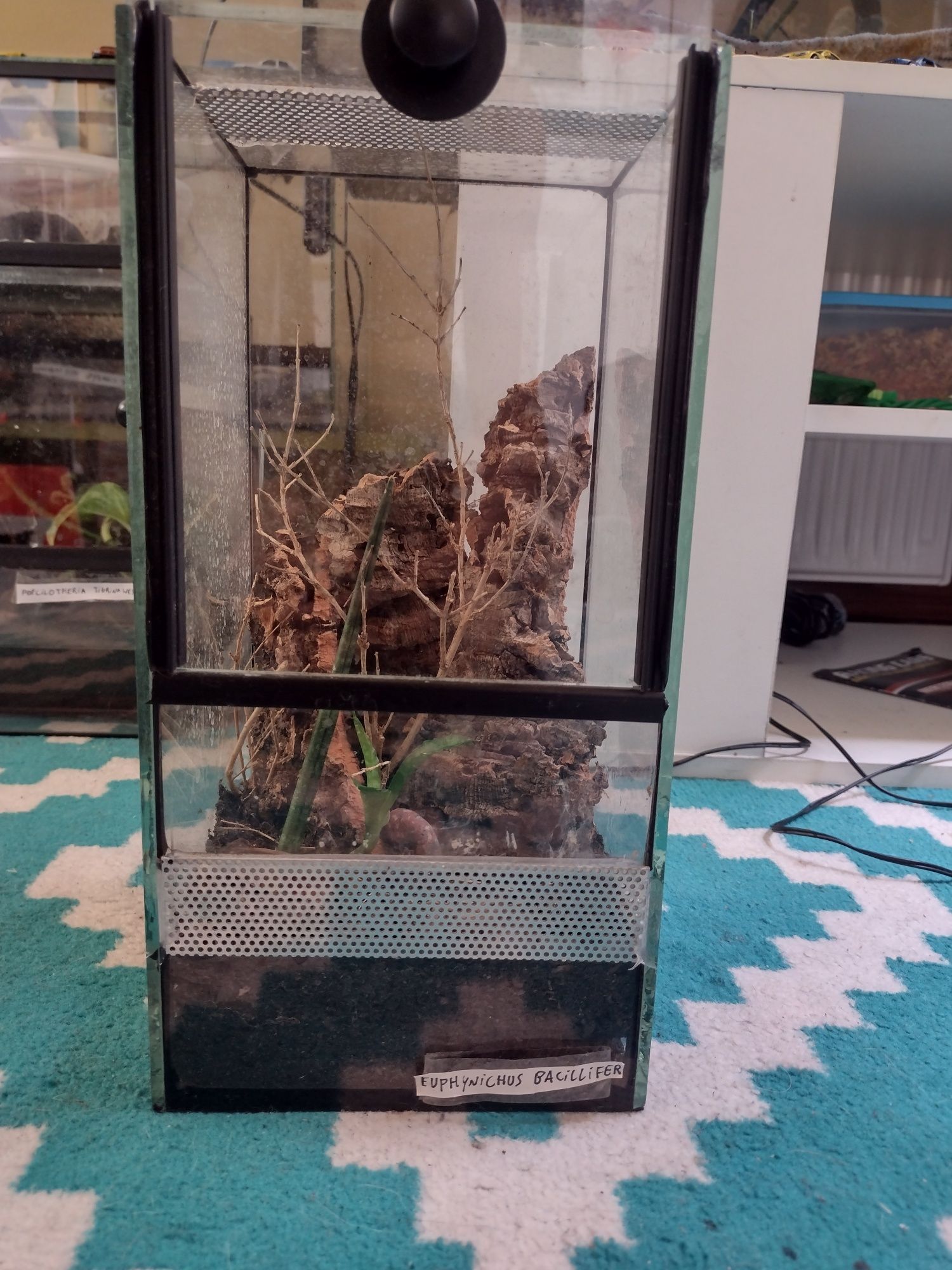 Euphrynichus bacillifer amblypyga/tępoodwłowowiec z terrarium