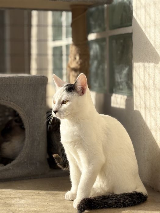 Gatinho branco e preto para adoção (Wood)