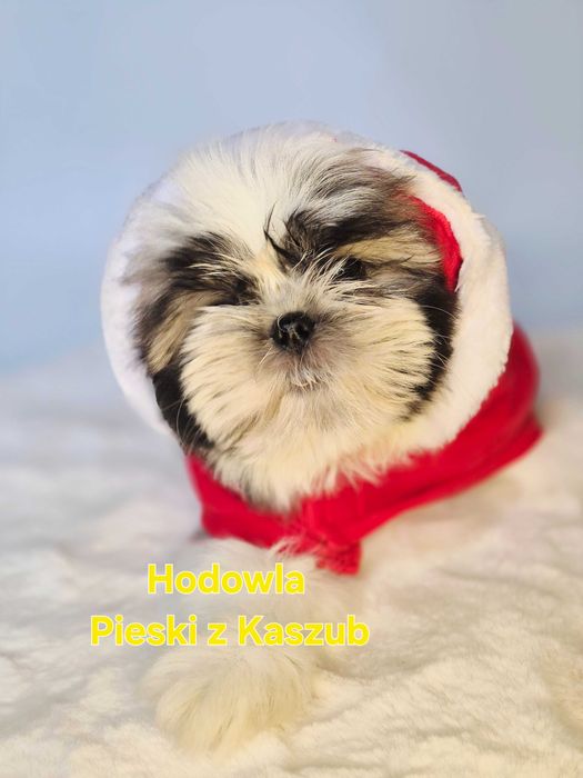 Shih-tzu Lucky Gotowy do Odbioru