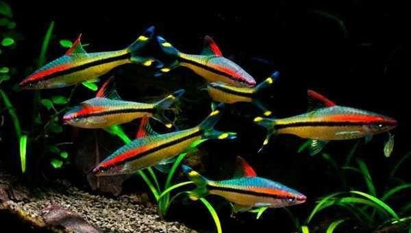 Barbo Torpedo (Puntius Denisoni)