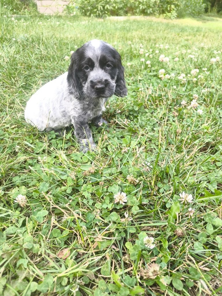 Cocker spaniel angielski samiec blue roan
