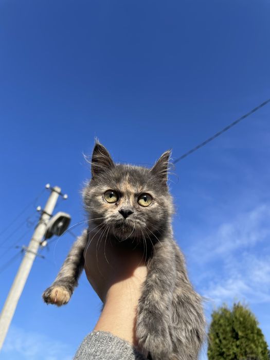 Дітки шукають терміново дім