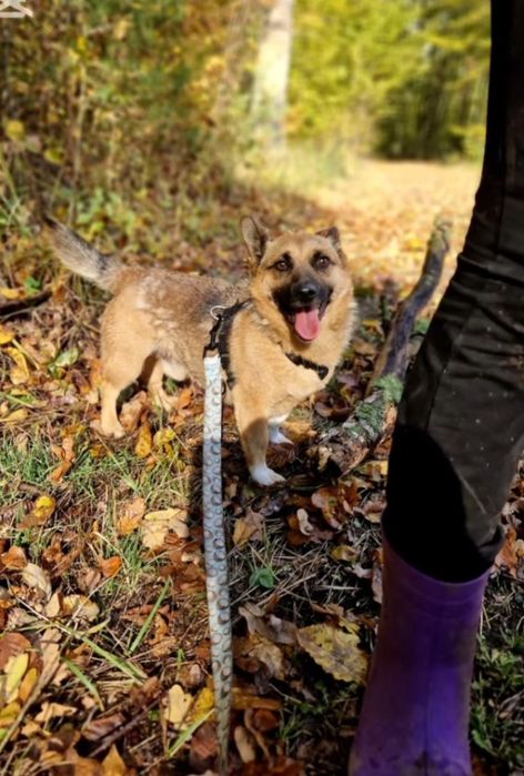 Mikro Funcik czeka na dom