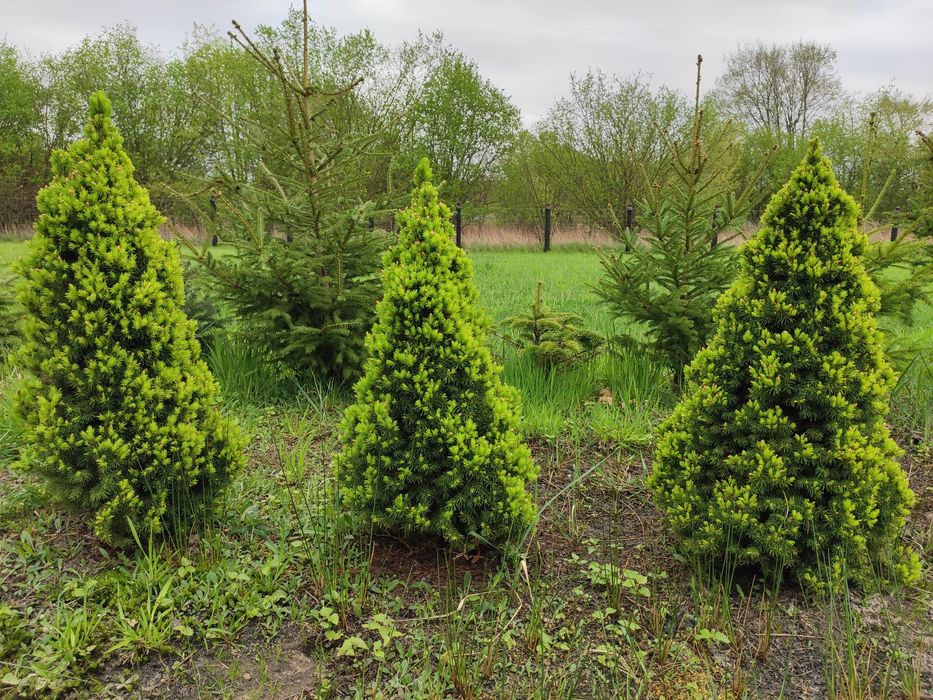 Świerk Biały Daisy's White/Rainbow's End
