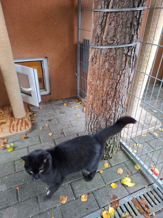 Dragon z częstochowskiego schroniska - piękny, dumny, bezdomny