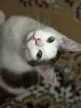 Благаю !!! Кошеня, коти, кіт, кішка, котик, прочитайте опис