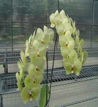 Орхідея, підліток зараз без квітів, Phal. F6119 Luna стандарт