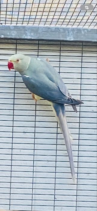 Ring Necks esmeraldas/cc bom preço