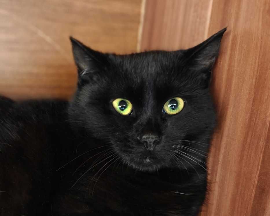 Котик Мун – серце, що муркотить | Візьміть додому любов