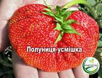 Саджанці полуниці полуниця усмішка strawberry smile.